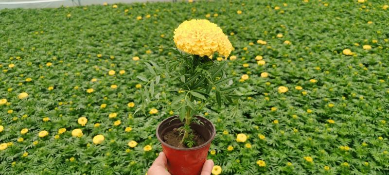 四季草花批发，时令草花基地一手货源，牵牛等各种花卉
