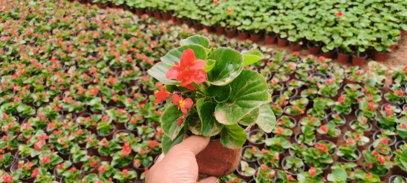 四季草花批发，时令草花基地一手货源，牵牛等各种花卉
