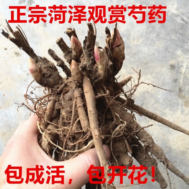 正宗菏泽芍药花苗重瓣四季种植芍药根快带芽发货多年生种球花