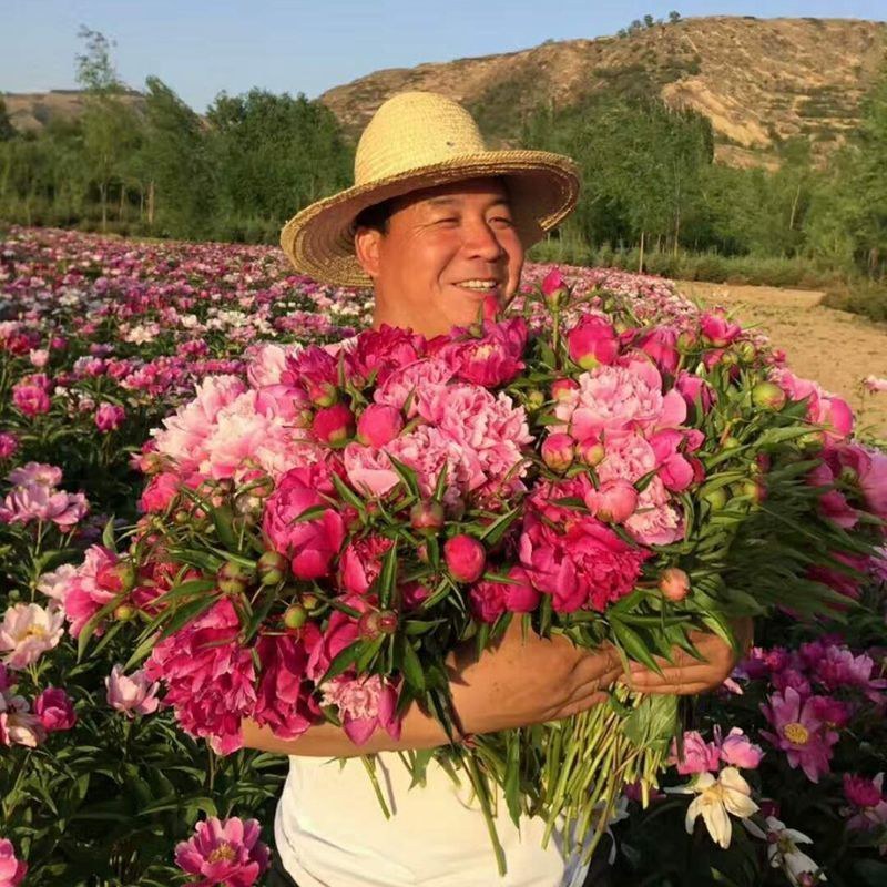 正宗菏泽芍药花苗重瓣四季种植芍药根快带芽发货多年生种球花