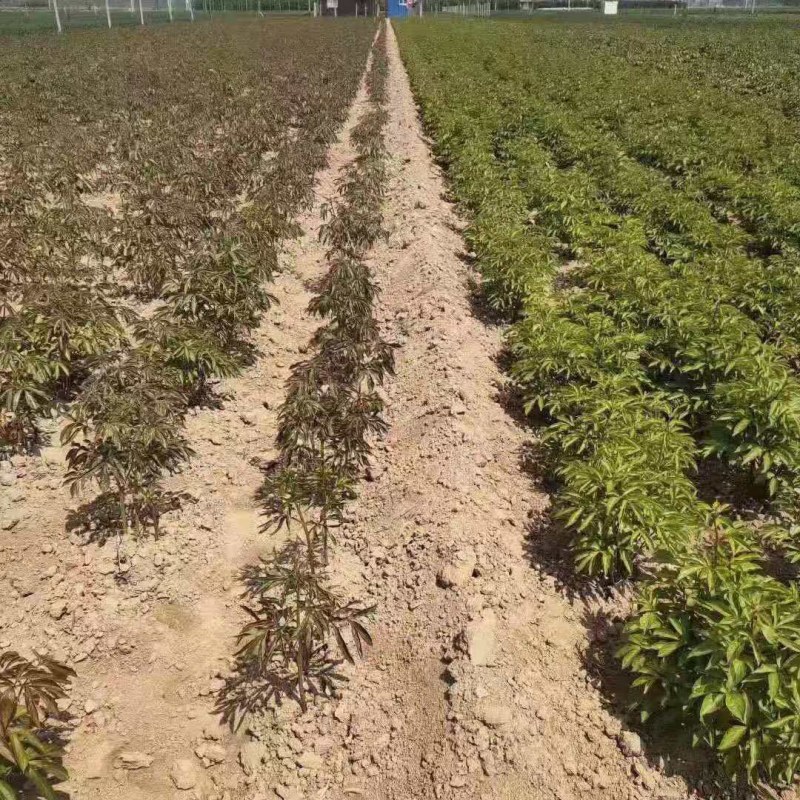 正宗菏泽芍药花苗重瓣四季种植芍药根快带芽发货多年生种球花