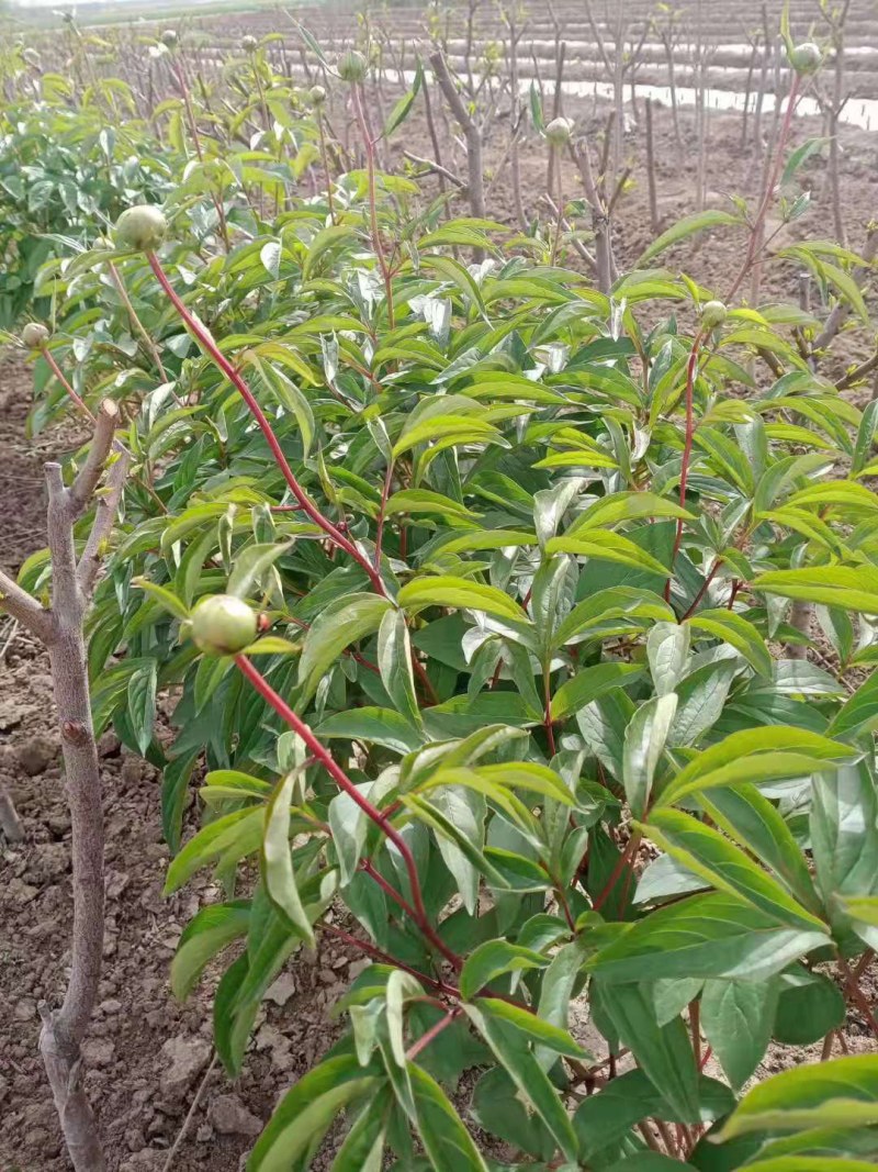 正宗菏泽芍药花苗重瓣四季种植芍药根快带芽发货多年生种球花