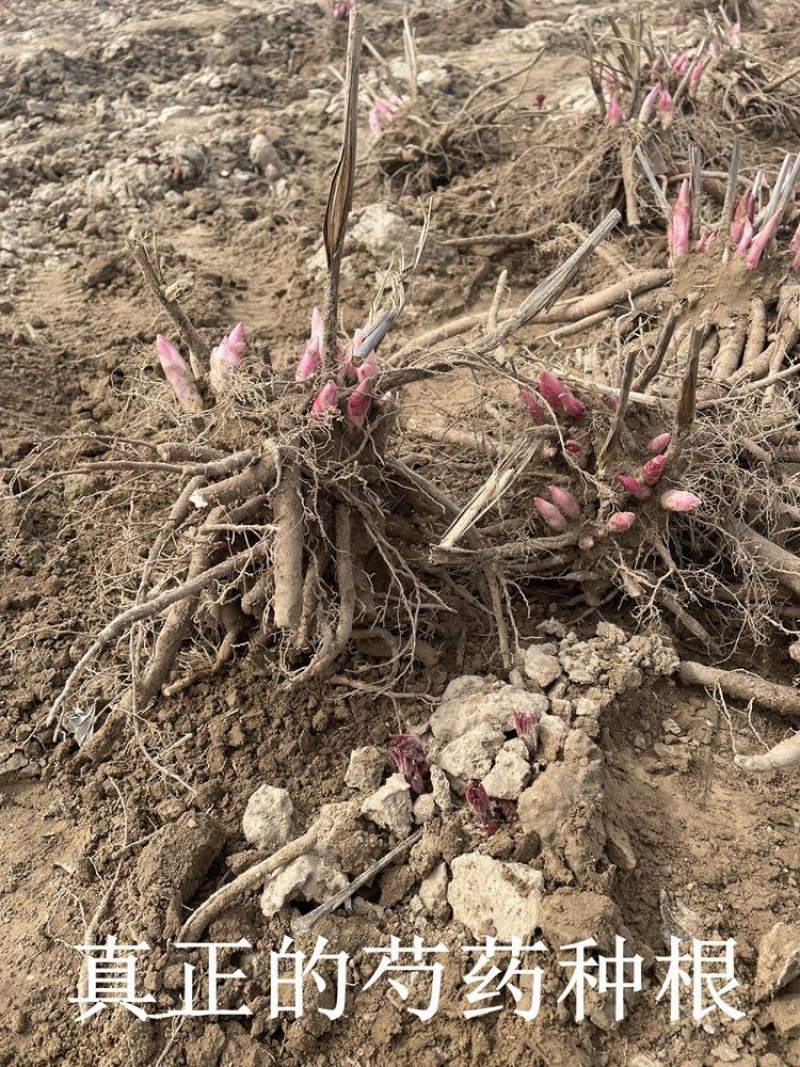 正宗菏泽芍药花苗重瓣四季种植芍药根快带芽发货多年生种球花