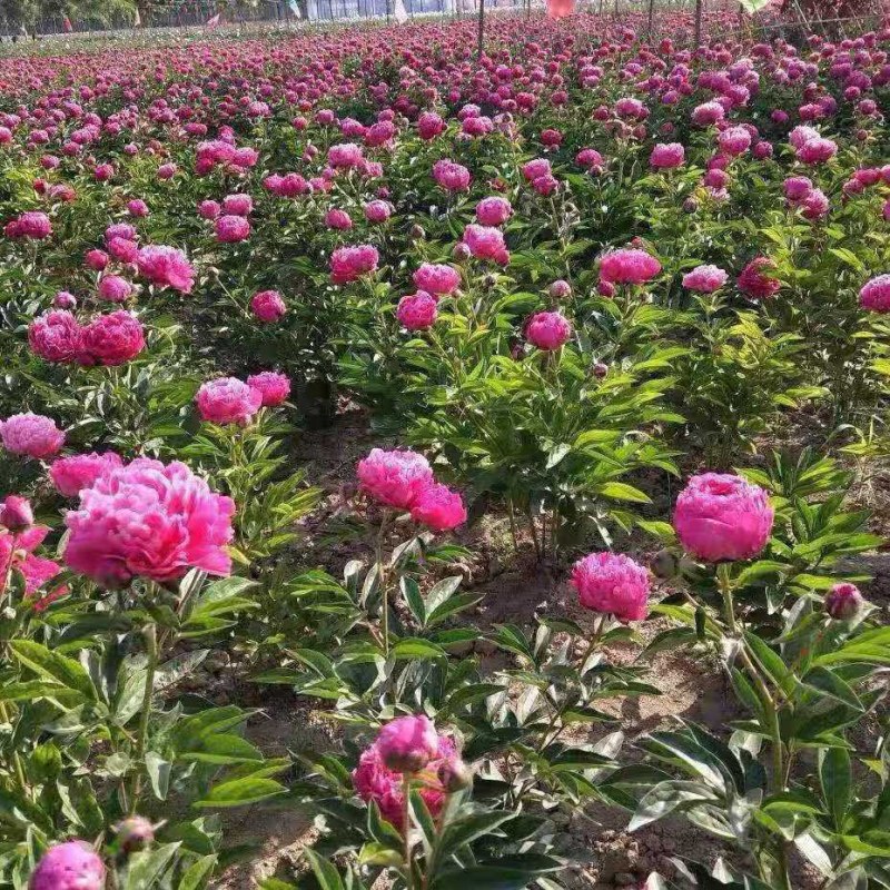 正宗菏泽芍药花苗重瓣四季种植芍药根快带芽发货多年生种球花