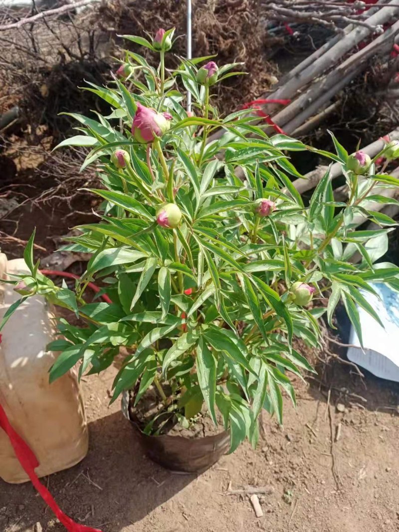 正宗菏泽芍药花苗重瓣四季种植芍药根快带芽发货多年生种球花