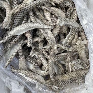 鱼皮/自助餐产品量大从优质量保证基地直供
