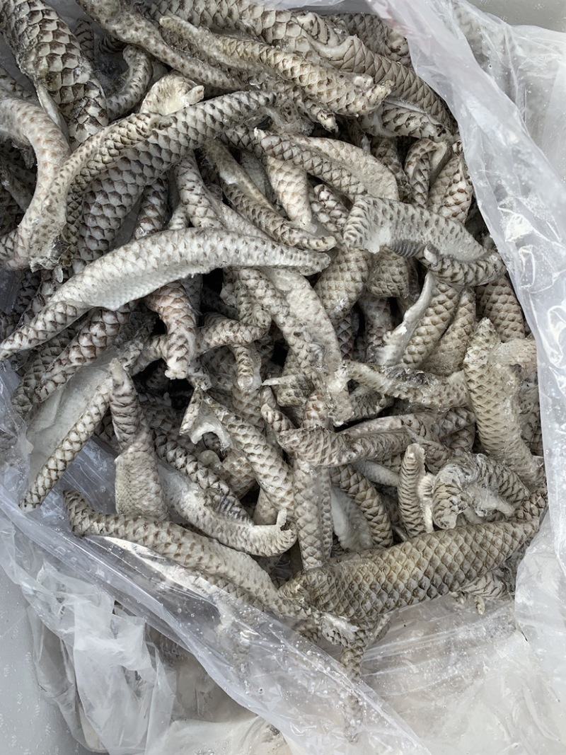 鱼皮/自助餐产品量大从优质量保证基地直供