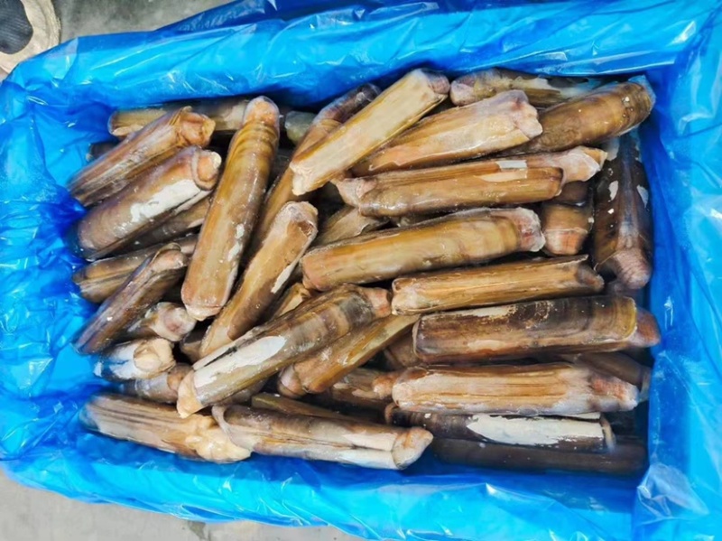 蛏子王/蛏子量大从优基地供应质量保证