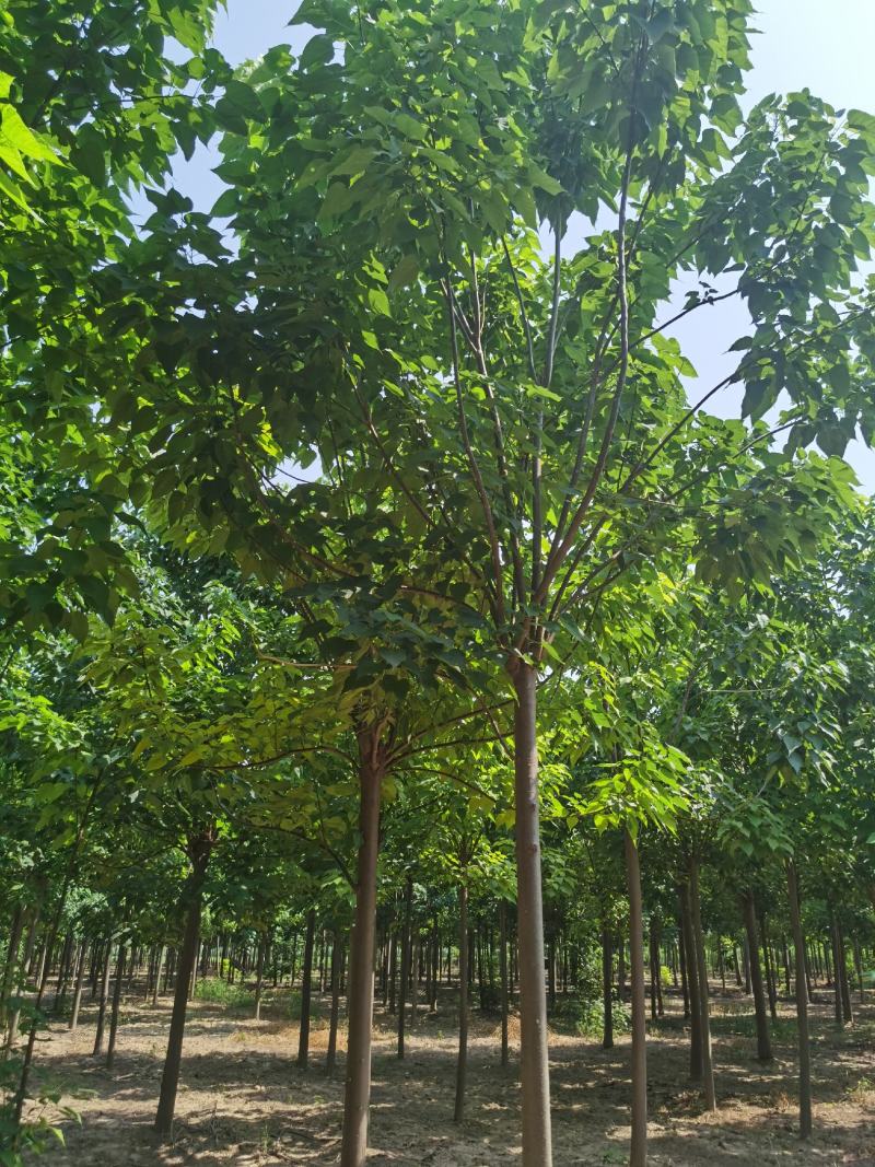 楸树苗子大量出售各种规格速生楸树河南周口楸树基地