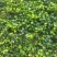 常春藤盆栽庭院地栽墙面攀援爬藤植物四季常青绿化工程用苗