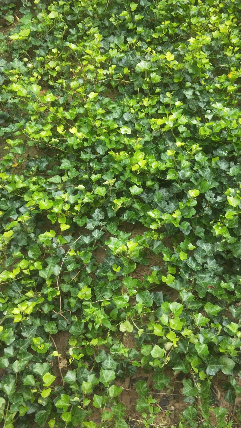 常春藤盆栽庭院地栽墙面攀援爬藤植物四季常青绿化工程用苗