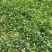 常春藤盆栽庭院地栽墙面攀援爬藤植物四季常青绿化工程用苗