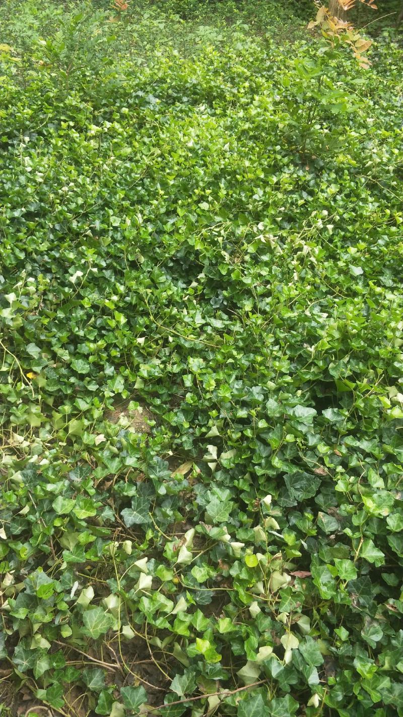 常春藤盆栽庭院地栽墙面攀援爬藤植物四季常青绿化工程用苗