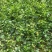常春藤盆栽庭院地栽墙面攀援爬藤植物四季常青绿化工程用苗