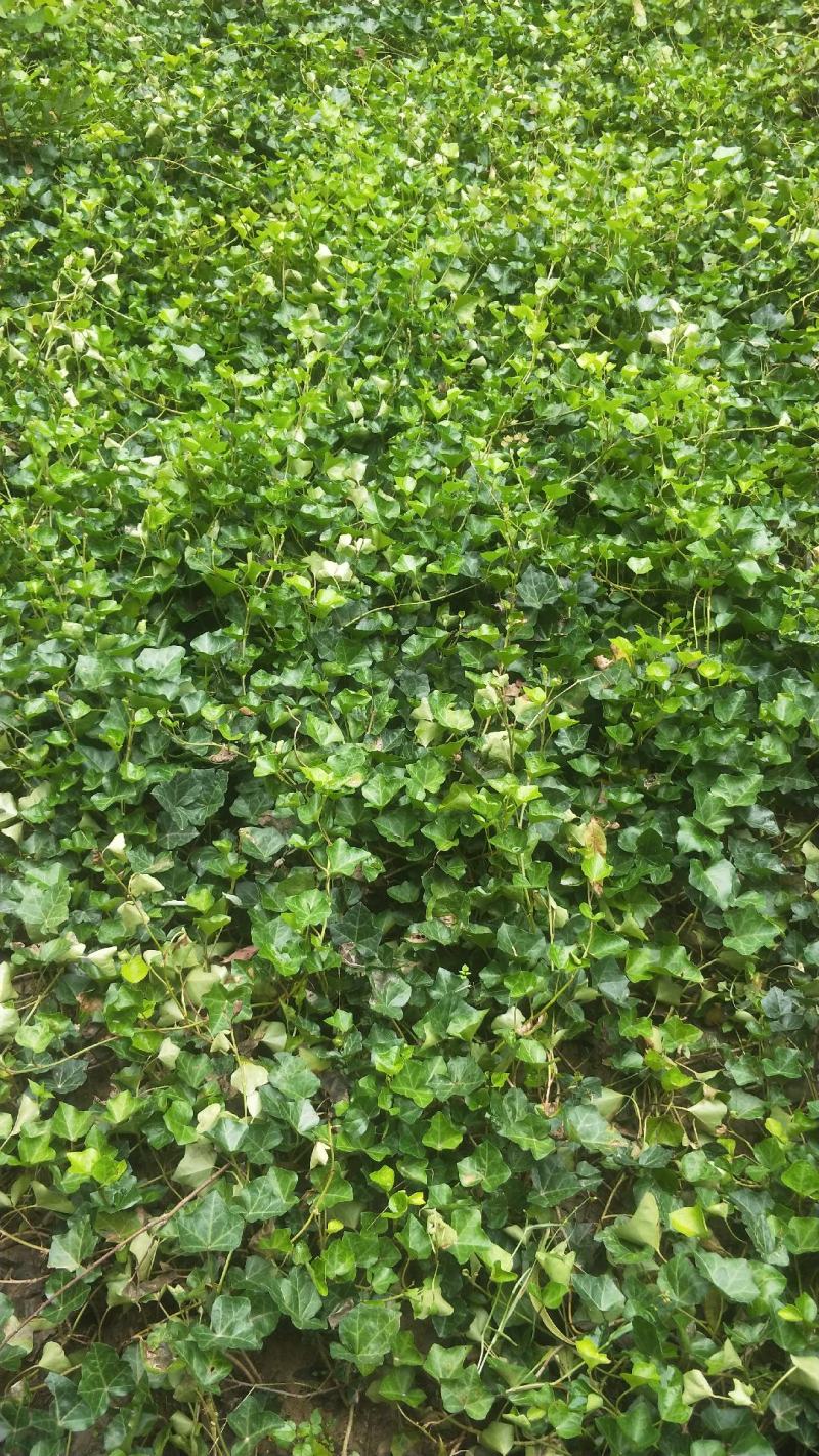 常春藤盆栽庭院地栽墙面攀援爬藤植物四季常青绿化工程用苗