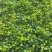 常春藤盆栽庭院地栽墙面攀援爬藤植物四季常青绿化工程用苗