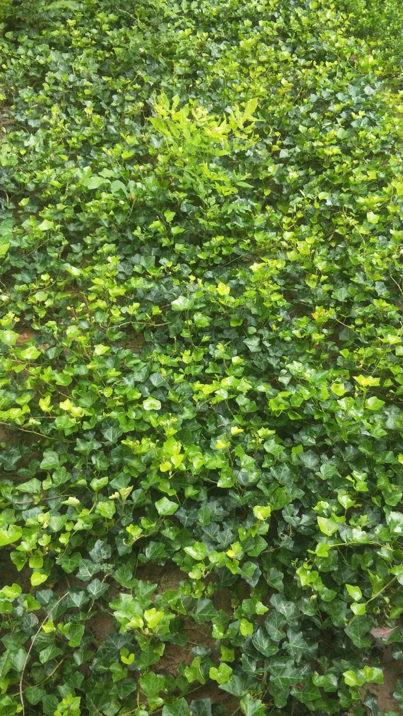 常春藤盆栽庭院地栽墙面攀援爬藤植物四季常青绿化工程用苗