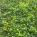 常春藤盆栽庭院地栽墙面攀援爬藤植物四季常青绿化工程用苗