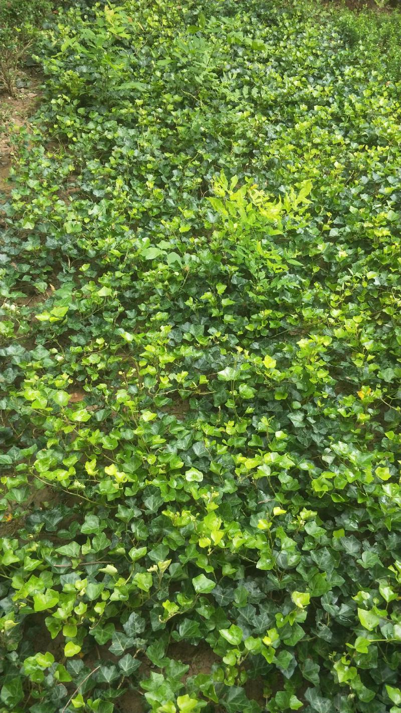 常春藤盆栽庭院地栽墙面攀援爬藤植物四季常青绿化工程用苗
