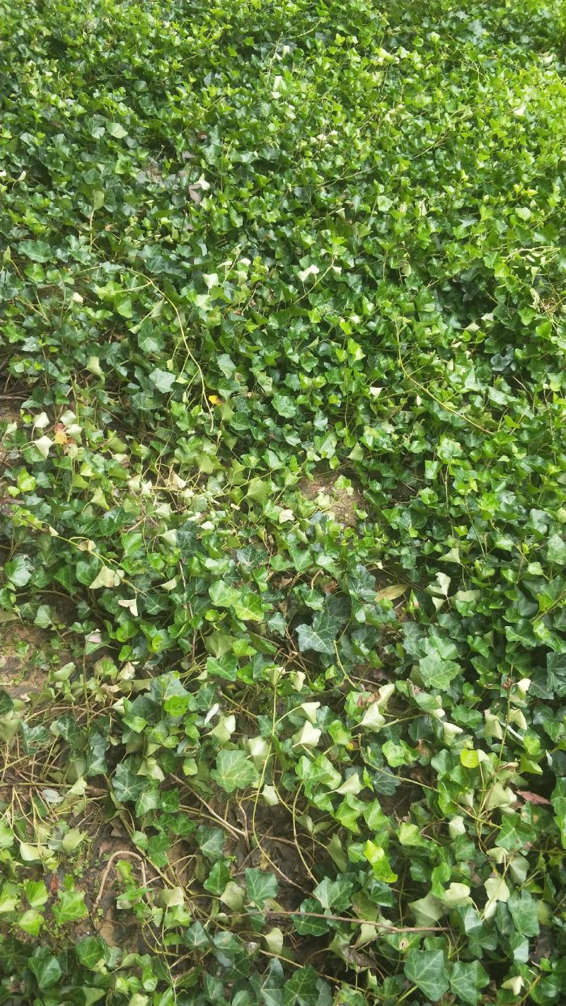 常春藤盆栽庭院地栽墙面攀援爬藤植物四季常青绿化工程用苗