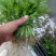 【芹菜苗】法国皇后精品芹菜苗当天拔苗，货源充足