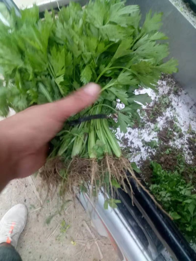 【芹菜苗】法国皇后精品芹菜苗当天拔苗，货源充足