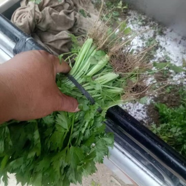 【芹菜苗】法国皇后精品芹菜苗当天拔苗，货源充足