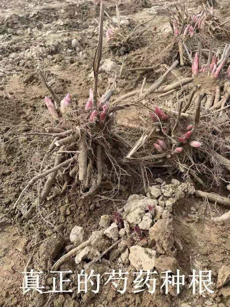 正宗菏泽芍药花苗重瓣四季种植芍药根带芽发货多年生观花芍药