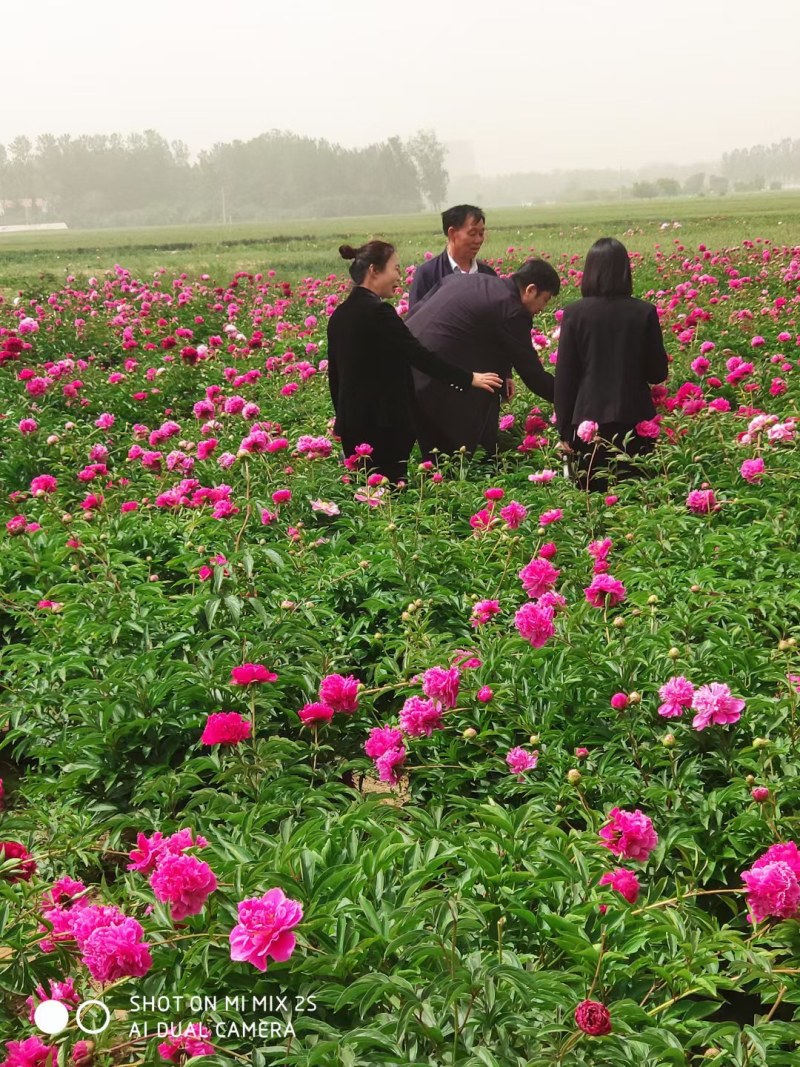 正宗菏泽芍药花苗重瓣四季种植芍药根带芽发货多年生观花芍药