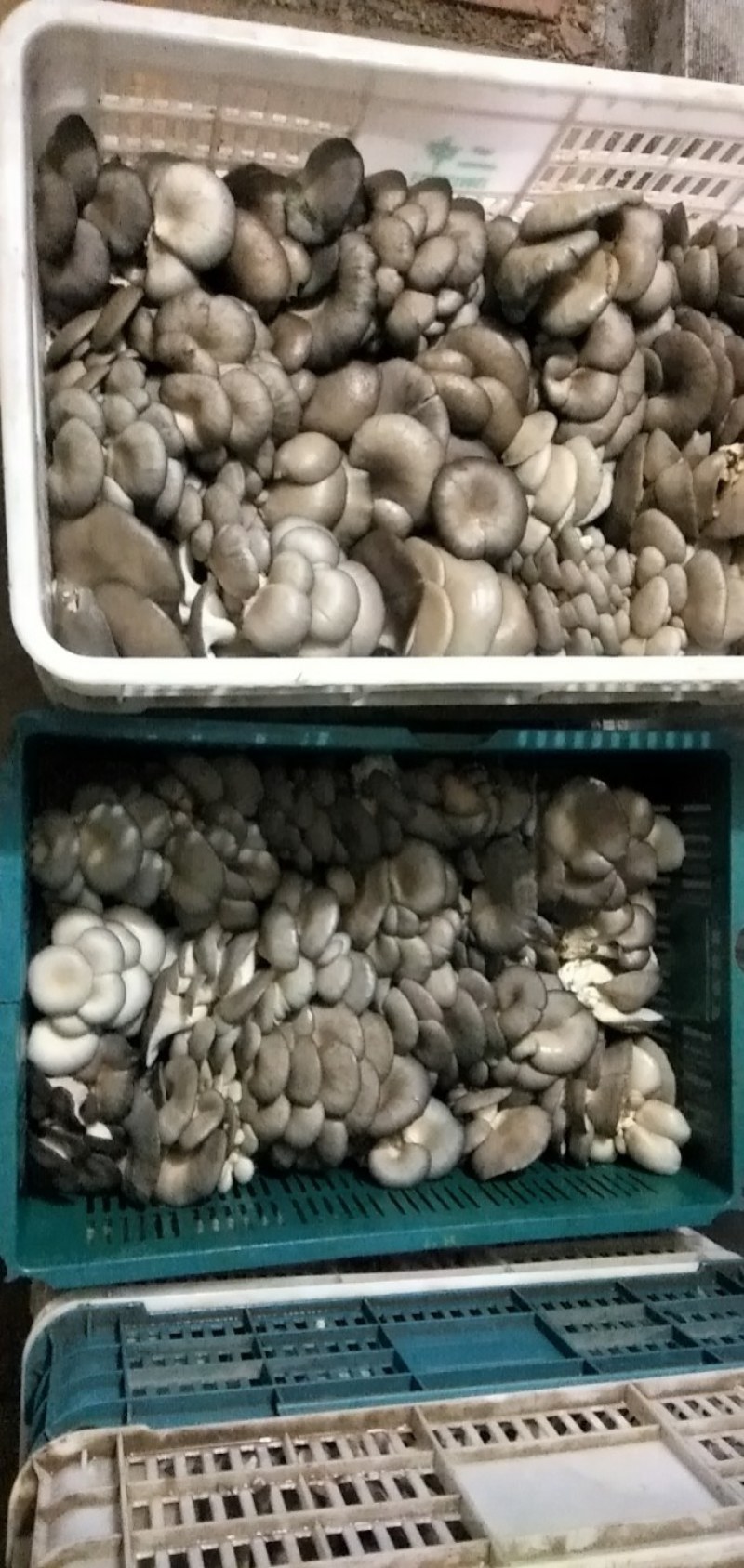 鲜平菇长年有货可代收送货上门，视频验货！