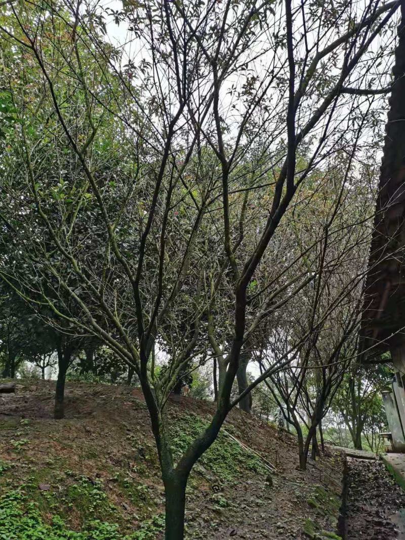 优质碧桃树供应，数量有限，找到先得。