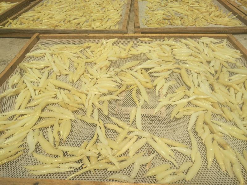天冬，正品天门冬野生质量保证现在供应，欢迎咨询合作！