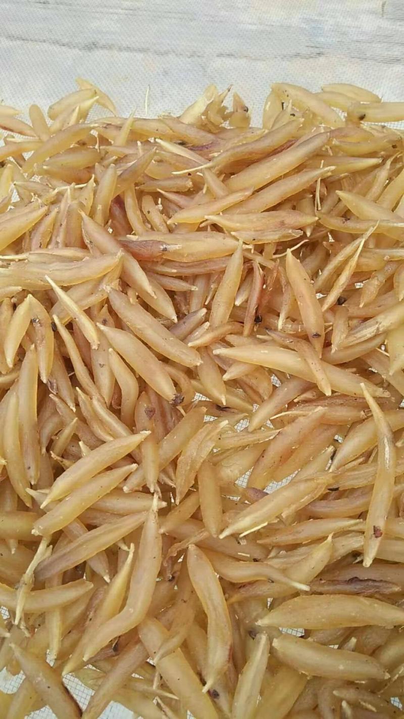 天冬，正品天门冬野生质量保证现在供应，欢迎咨询合作！
