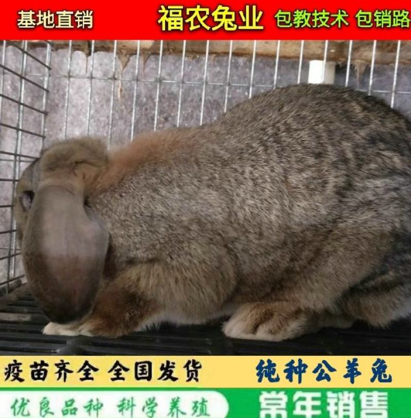 纯种公羊兔种兔巨型公羊兔活体兔子大型肉兔品种