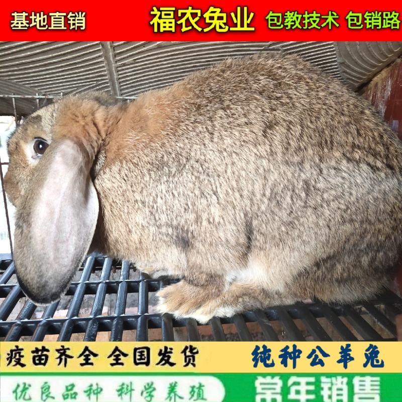 纯种公羊兔种兔巨型公羊兔活体兔子大型肉兔品种