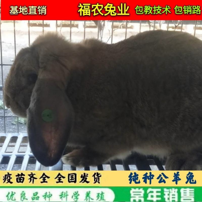 纯种公羊兔种兔巨型公羊兔活体兔子大型肉兔品种