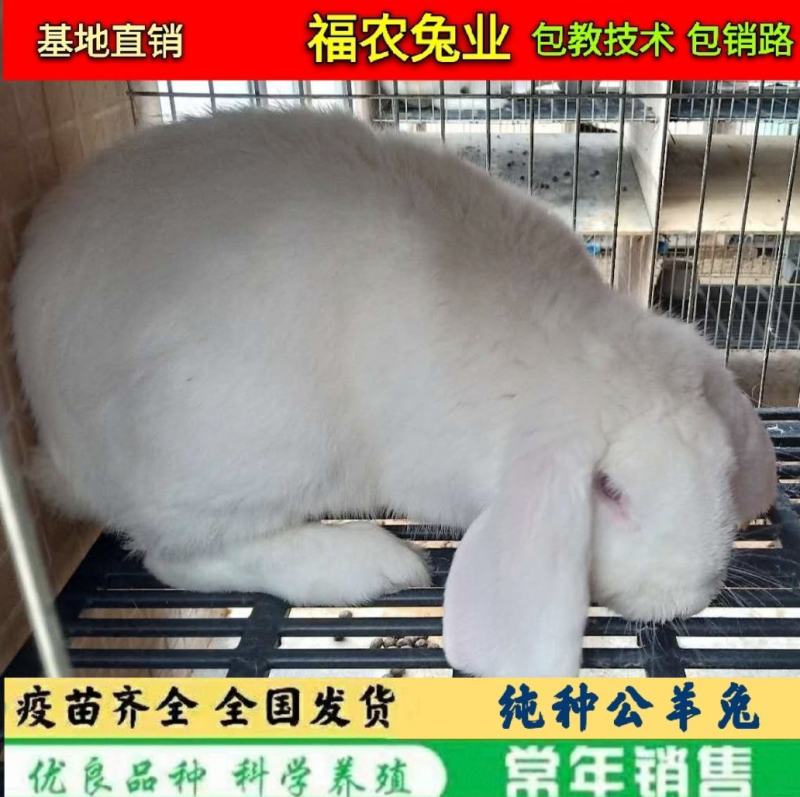 纯种公羊兔种兔巨型公羊兔活体兔子大型肉兔品种