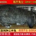 纯种公羊兔种兔巨型公羊兔活体兔子大型肉兔品种