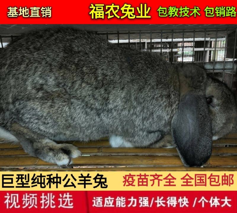 纯种公羊兔种兔巨型公羊兔活体兔子大型肉兔品种