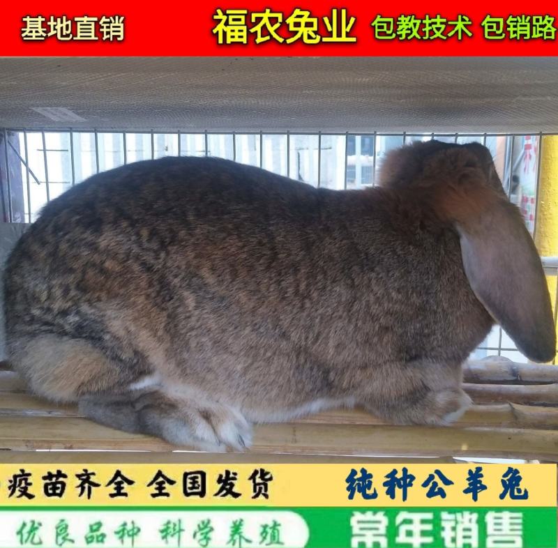 纯种公羊兔种兔巨型公羊兔活体兔子大型肉兔品种