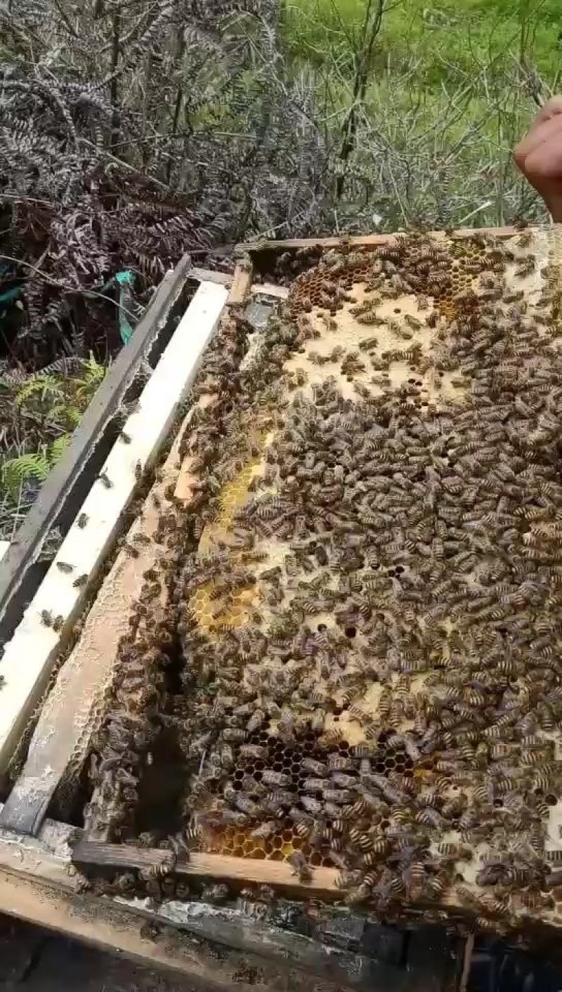 批发蜜蜂55一脾