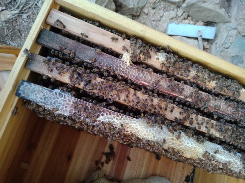 批发蜜蜂55一脾