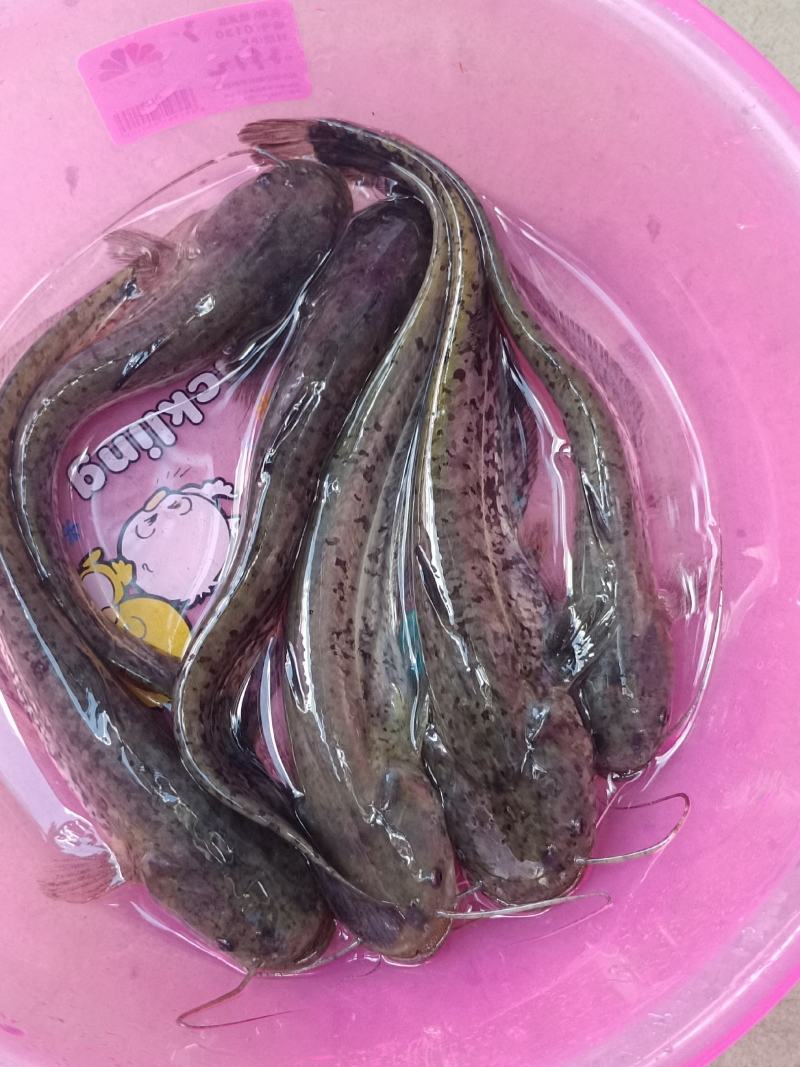良种杂交大口鲶苗、快大吃肉，训练吃料，常年供，应服务到位