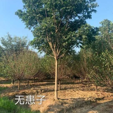 无患精品无患子胸径10一30公分，常年各种规格大量供应