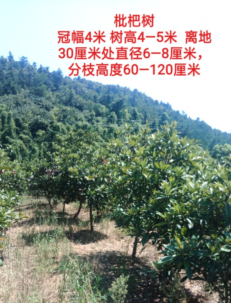 枇杷树