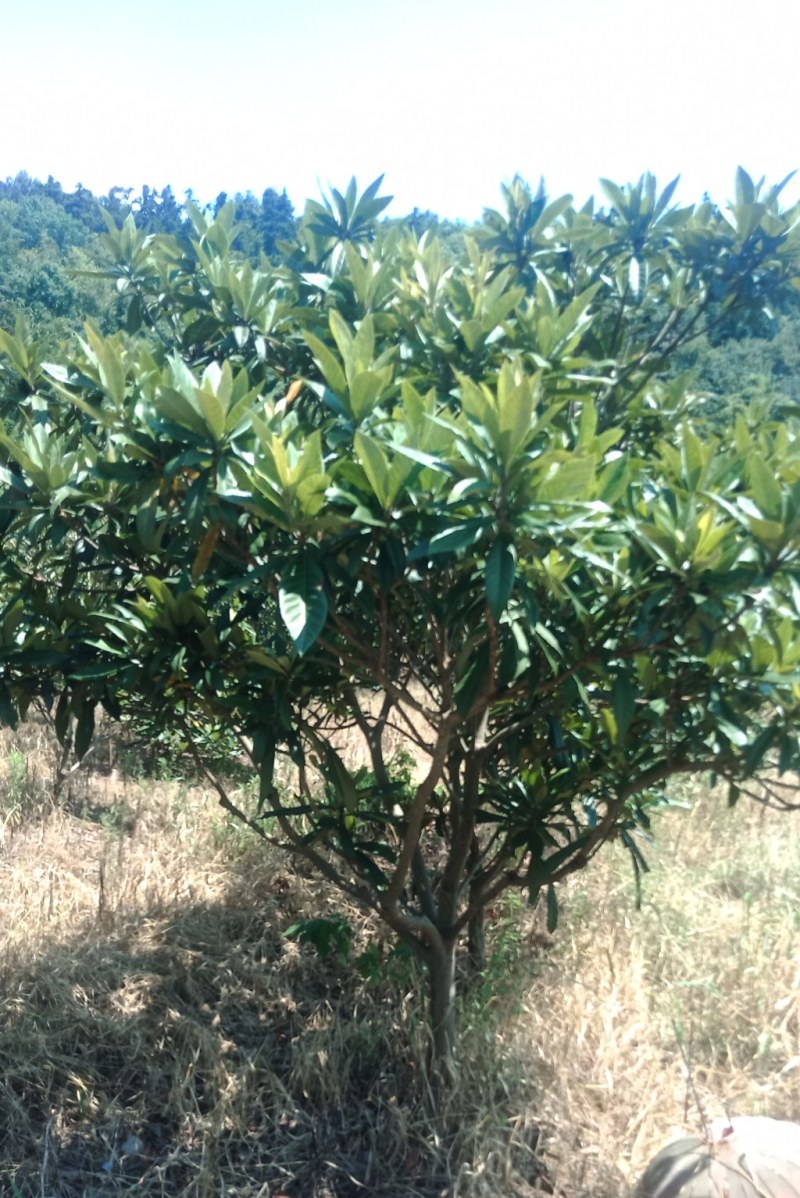 枇杷树