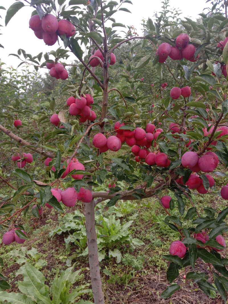 辽宁鸡心果小苹果大量有货质量好东北特产