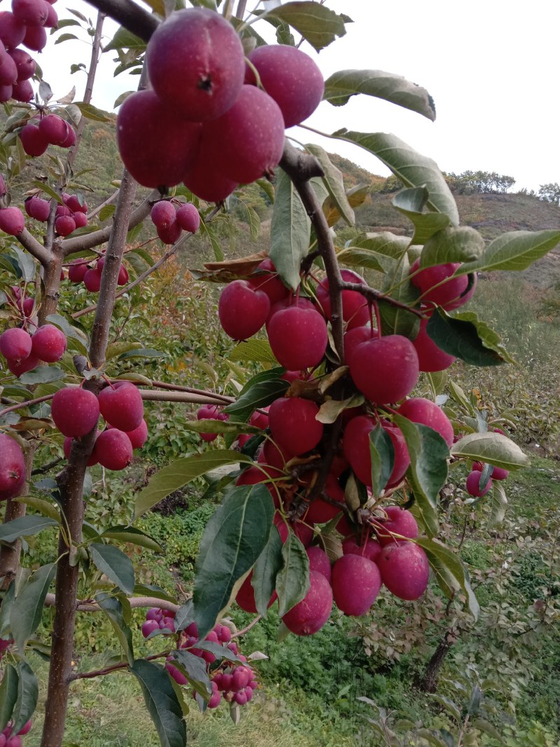 辽宁鸡心果小苹果大量有货质量好东北特产