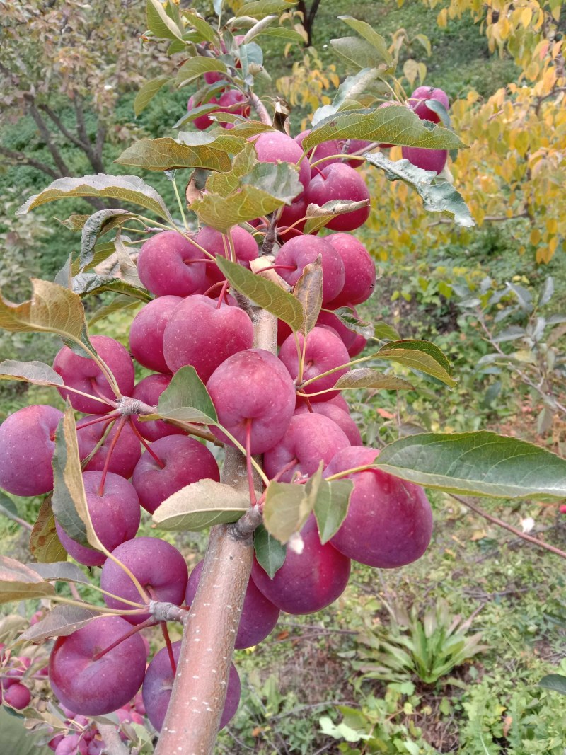 辽宁鸡心果小苹果大量有货质量好东北特产