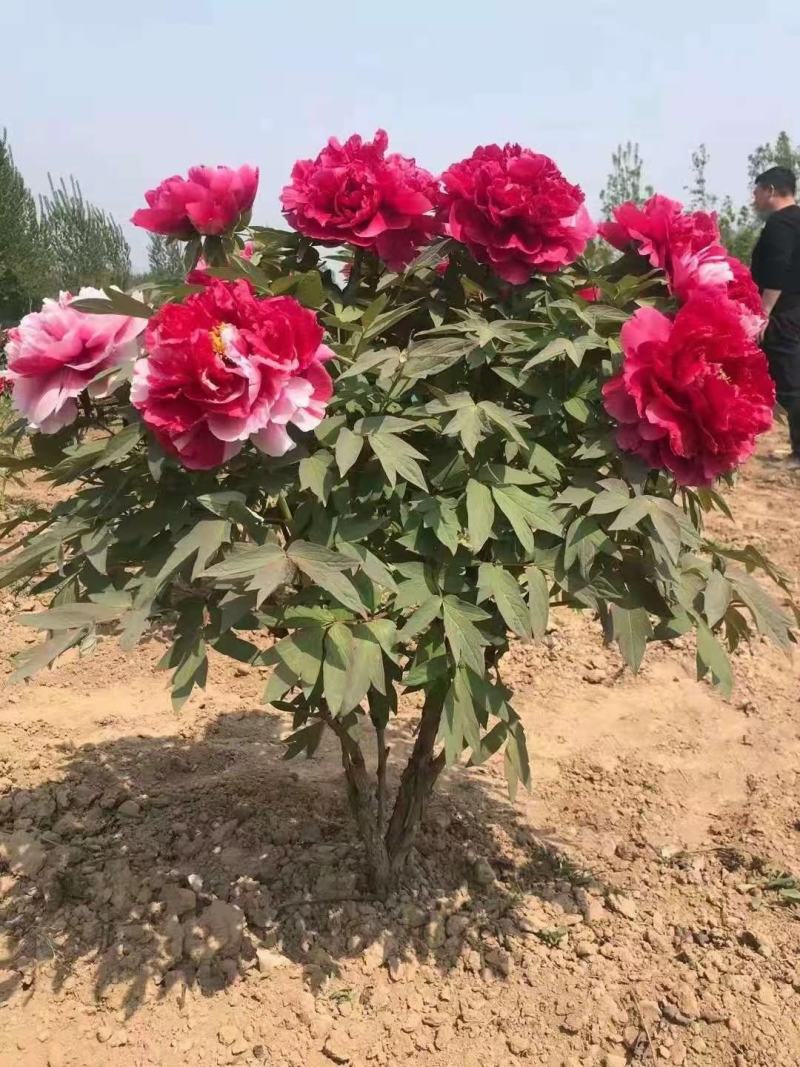 千层观赏牡丹苗一年苗！洛阳牡丹甲天下！跟粗苗壮！成活率高